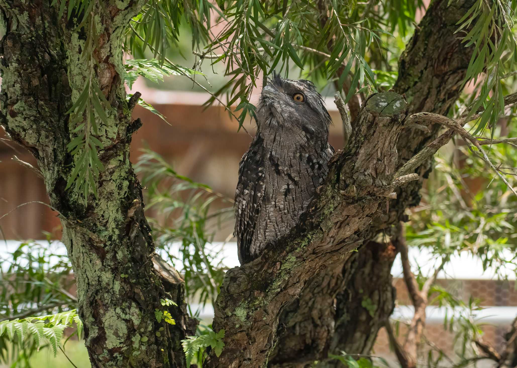 frogmouth (order Podargiformes)